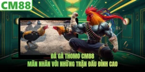Đá Gà Thomo CM88 - Mãn Nhãn Với Những Trận Đấu Đỉnh Cao