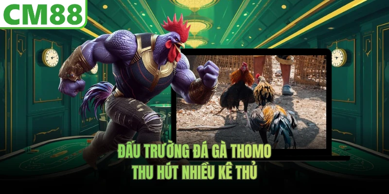 Đấu trường đá gà Thomo thu hút nhiều kê thủ